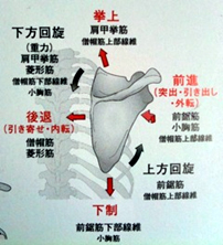 肩甲骨の図