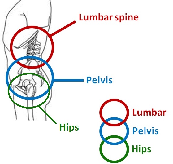 腰椎股関節複合体(LPHC：Lumbo-Pelvo-Hip-Complex)